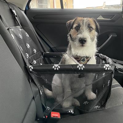 Seggiolino auto per cane