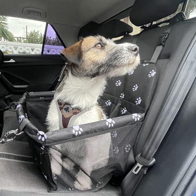 Seggiolino auto per cane